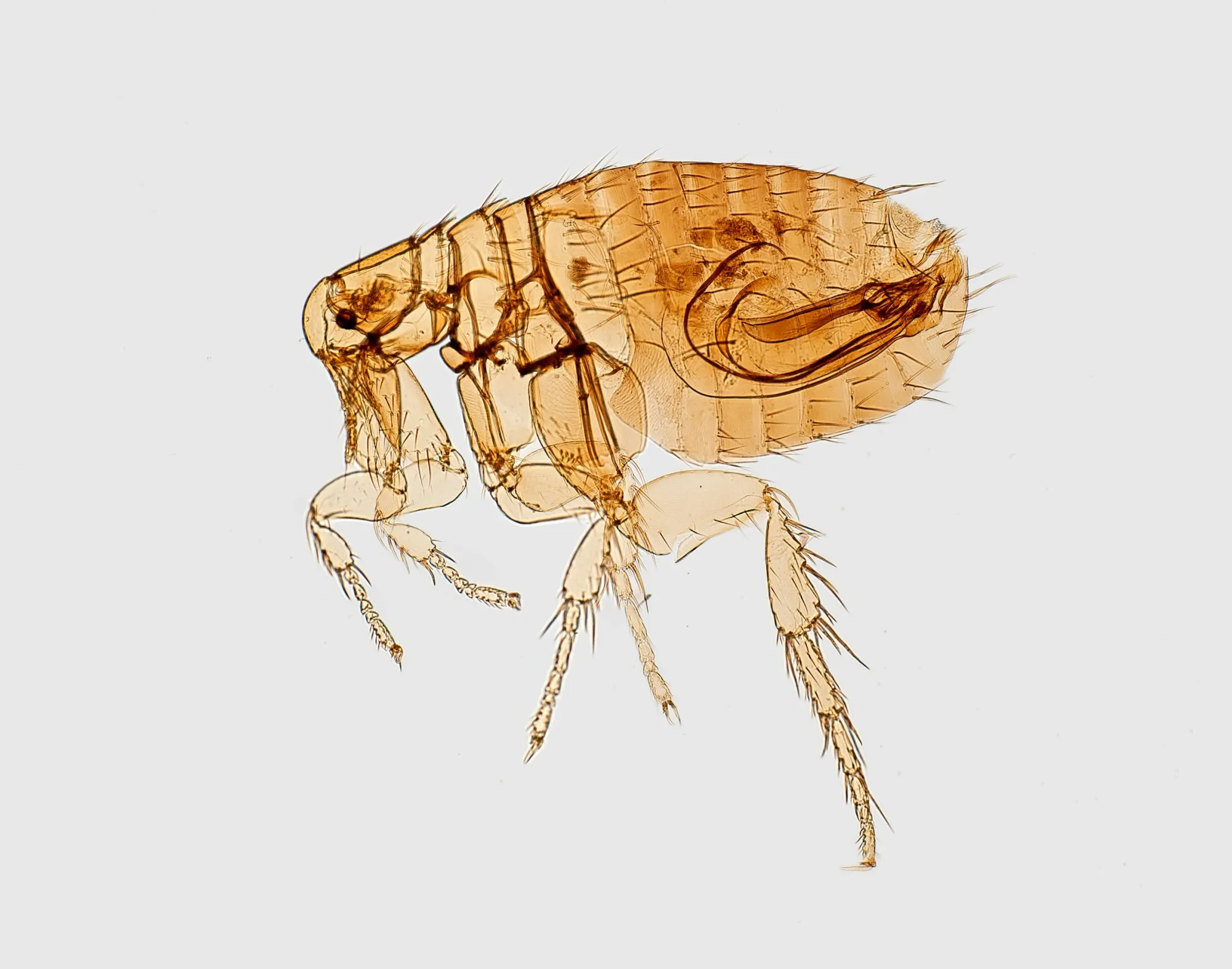 Les ESN, parasites de l’informatique